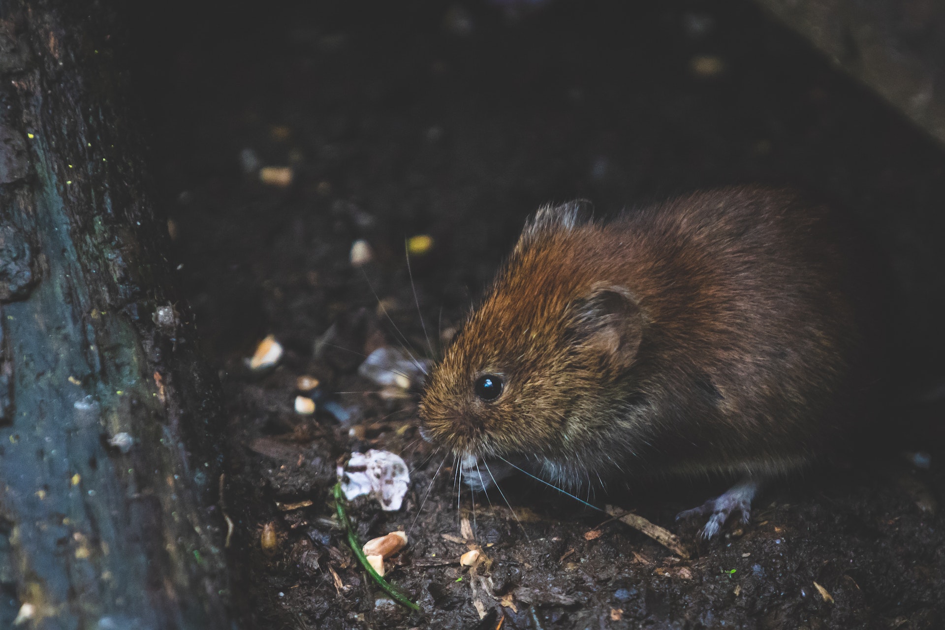 Dératisation : comment se débarrasser des rats une bonne fois pour toutes ?