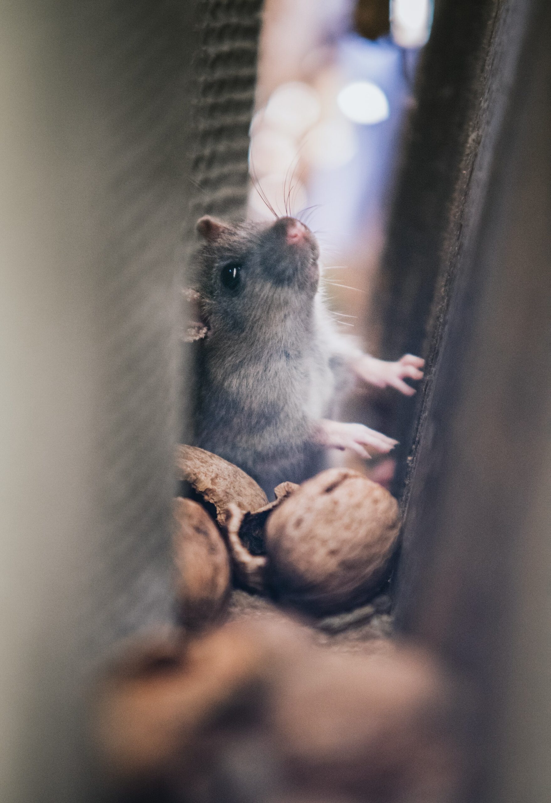 Photos de rongeurs et nuisibles - Identification et dégâts