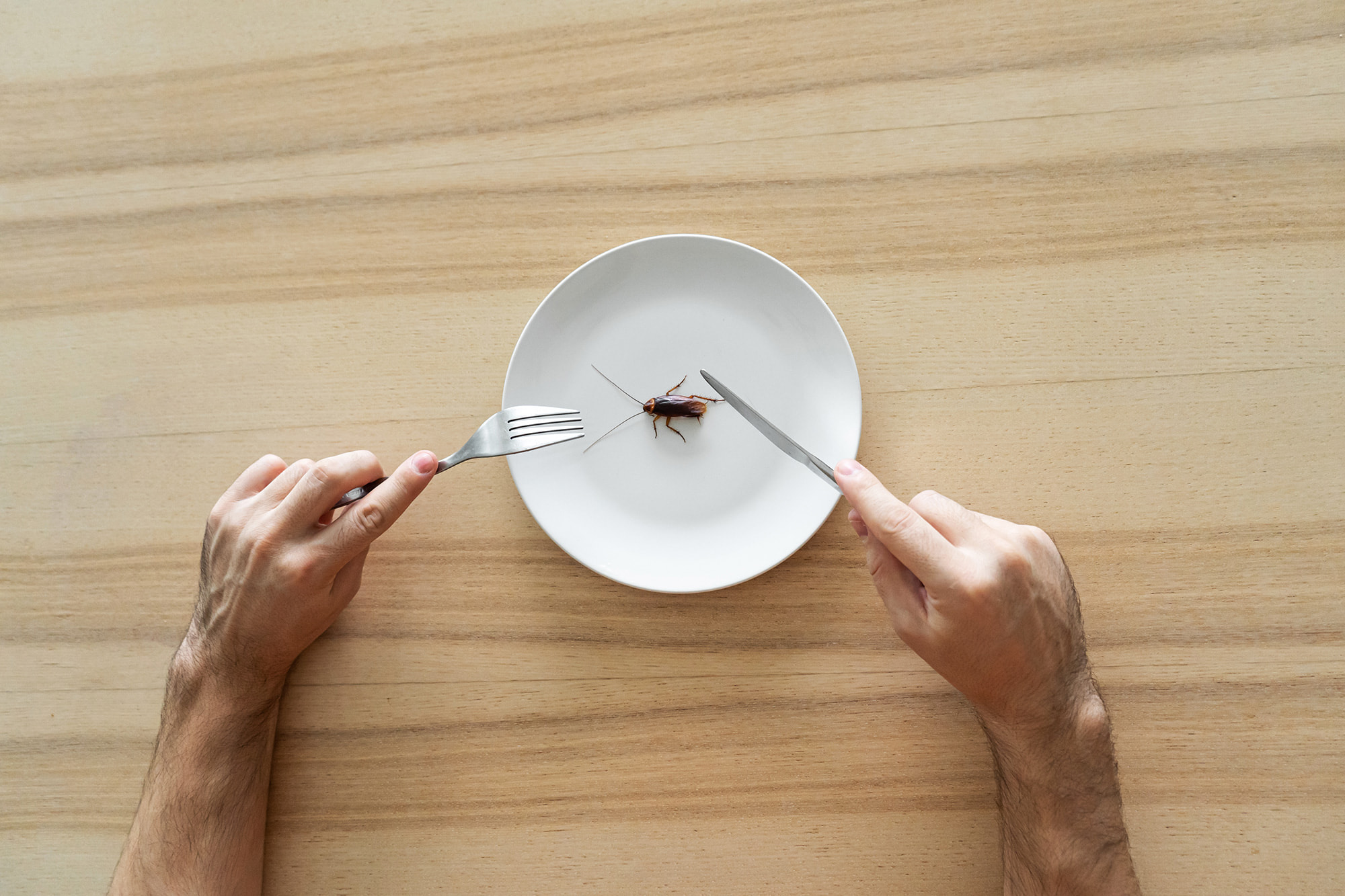 Comment éradiquer la blatte germanique de votre restaurant ?