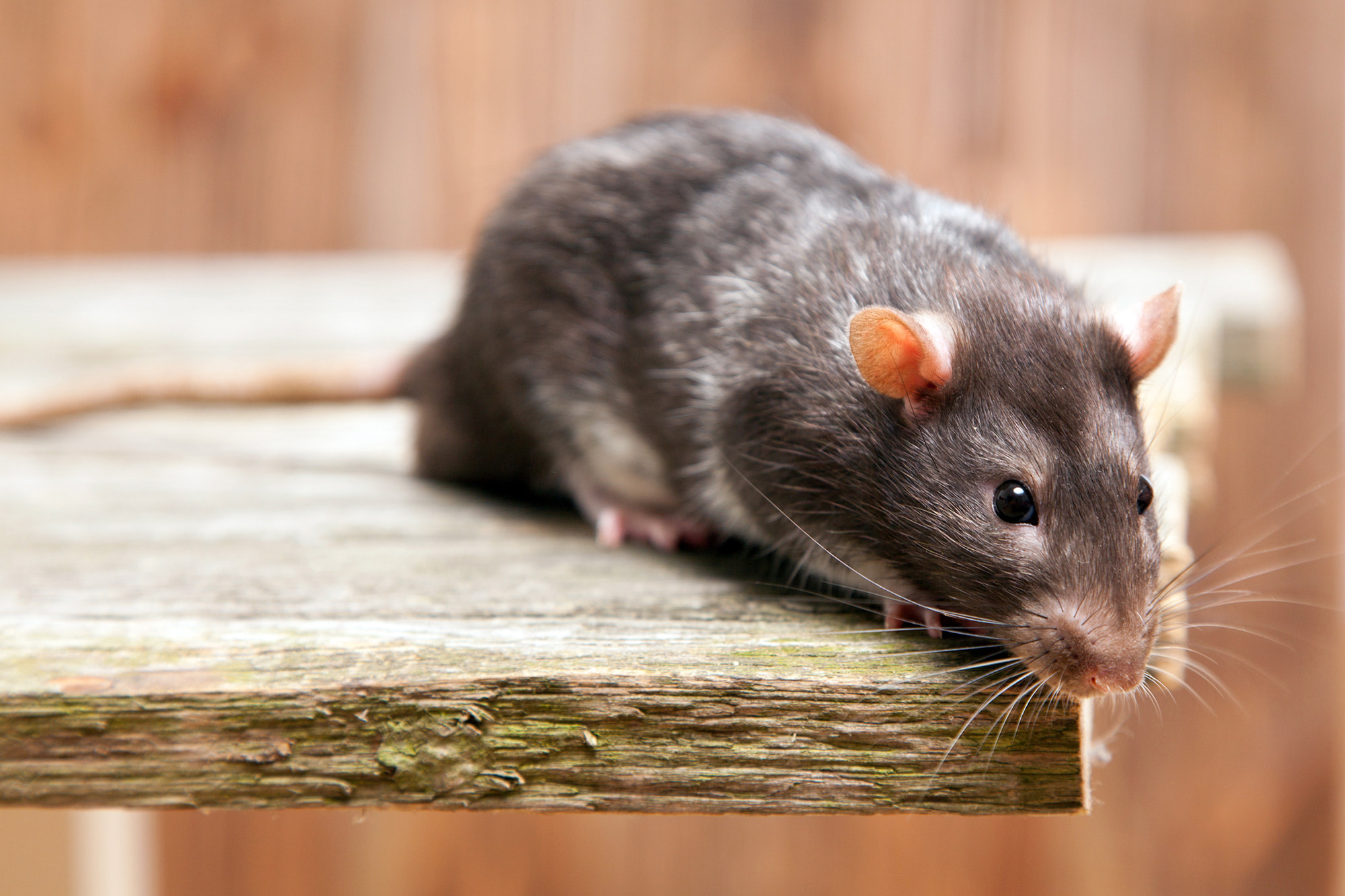 Société de dératisation : 4 bonnes raisons de faire appel à un professionnel contre les rats
