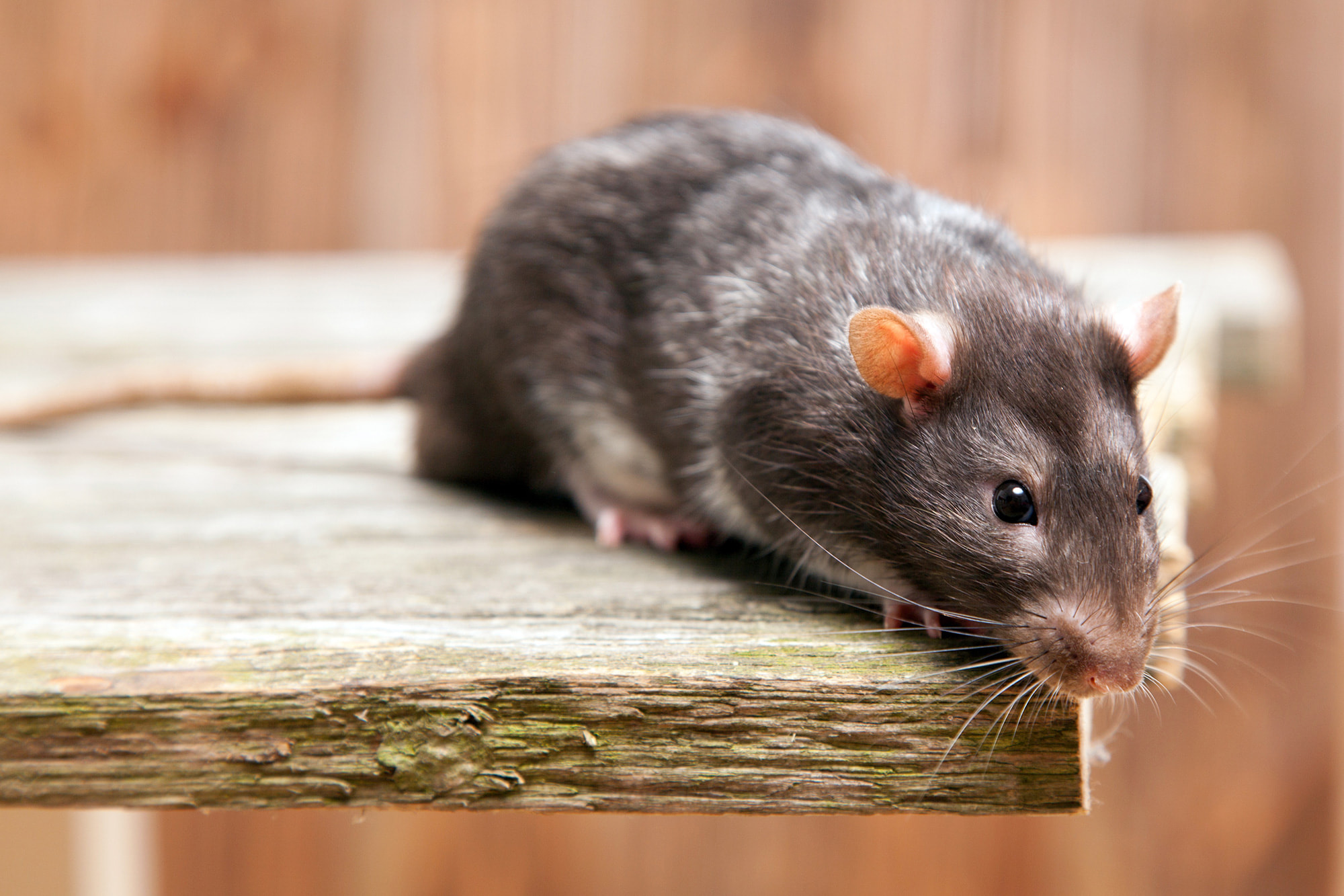 Ces astuces de grand-mère efficaces pour se débarrasser des rats