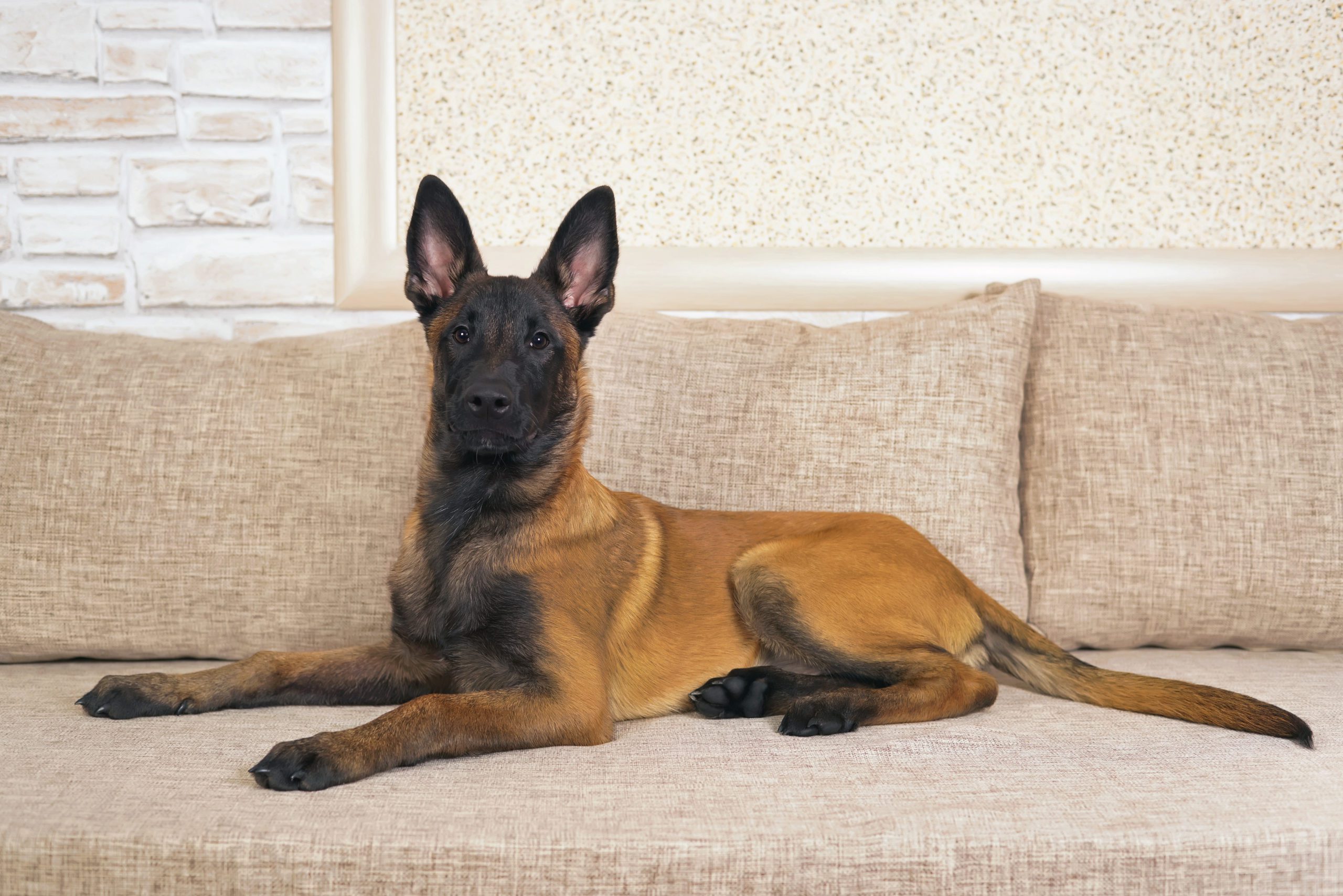 Détection canine des punaises de lit : comment les chiens sont formés à traquer les nuisibles ?