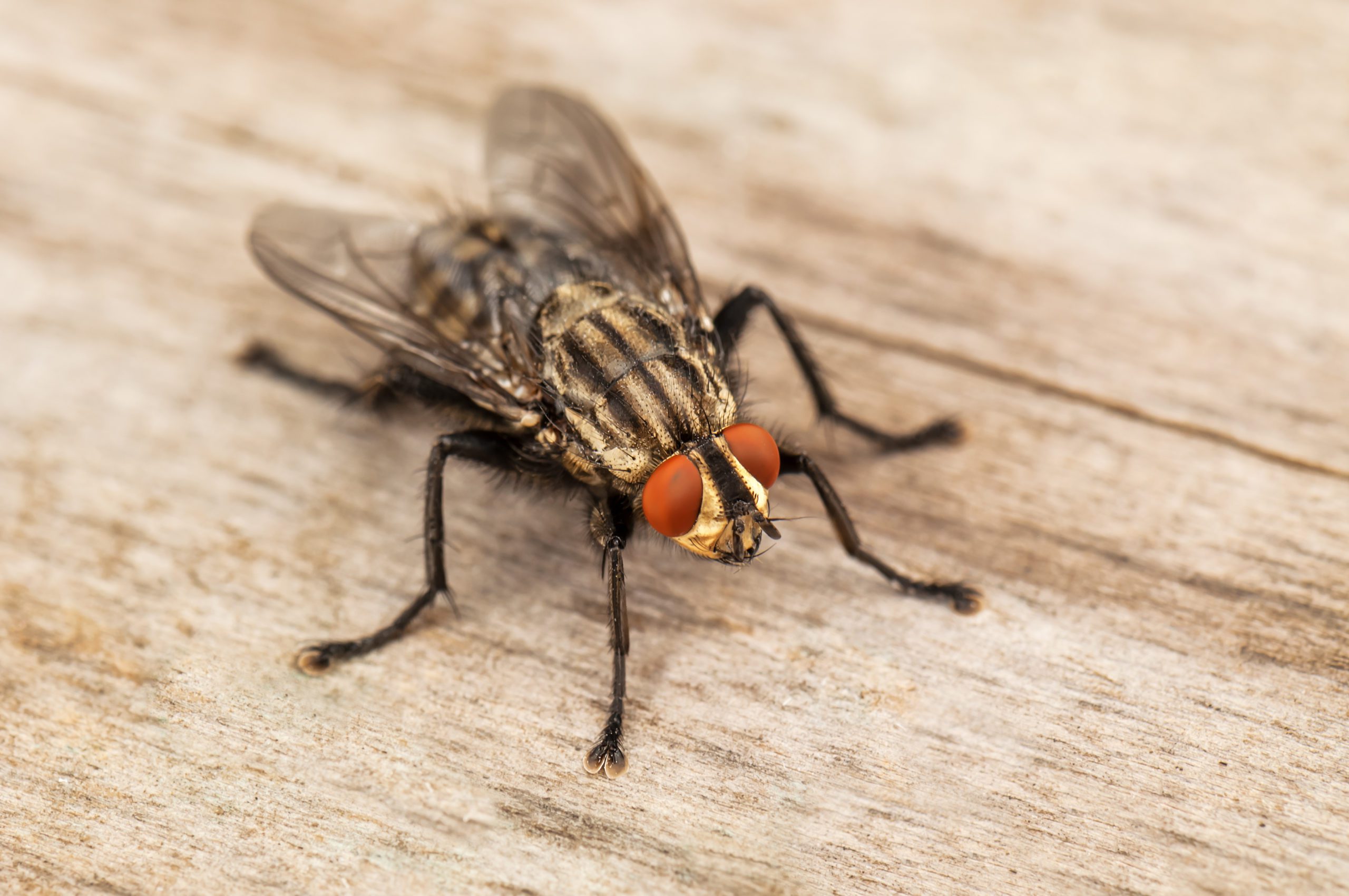 invasion mouche cuisine moucherons