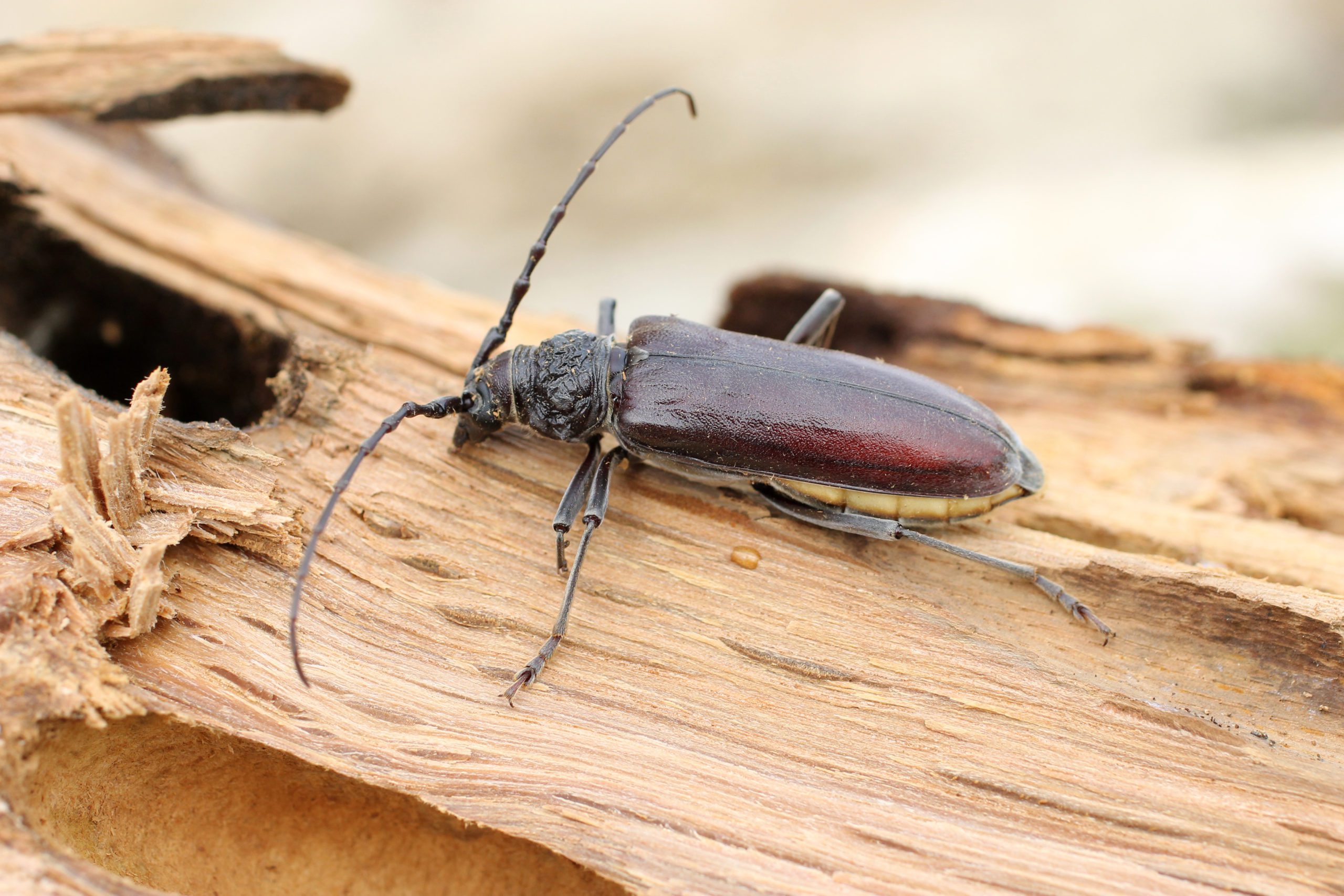 4 choses à savoir sur les insectes du bois