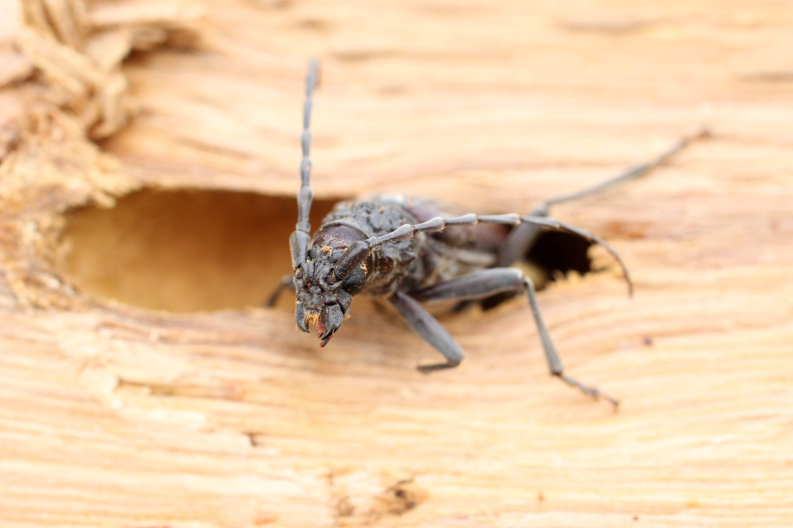 Comment reconnaître les insectes xylophages ?