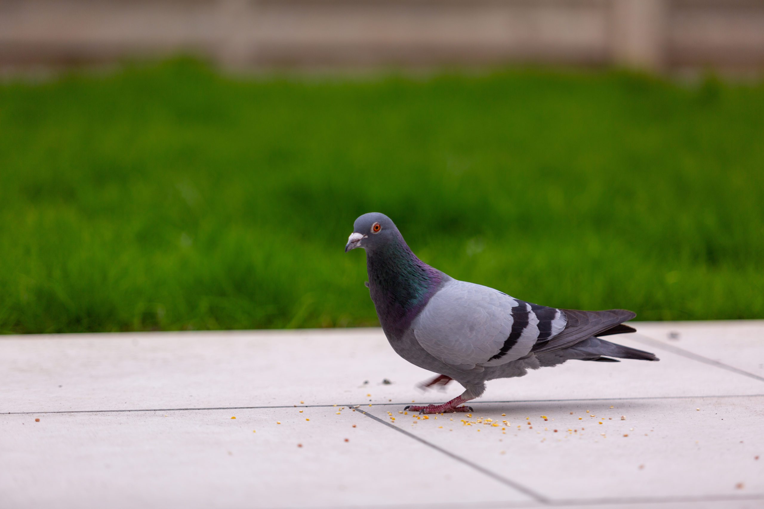 Comment éloigner les pigeons de ma terrasse ?