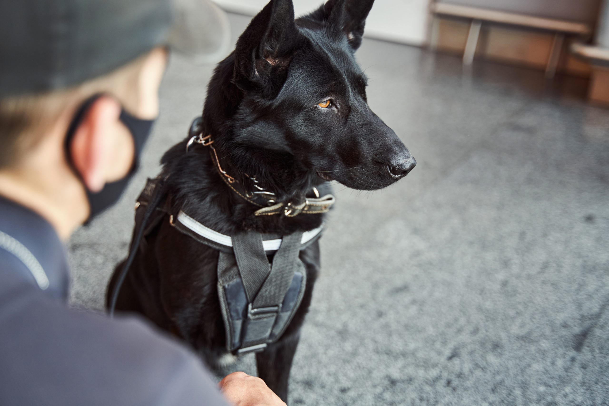 Détection canine : quels nuisibles peuvent être repérés avec un chien renifleur