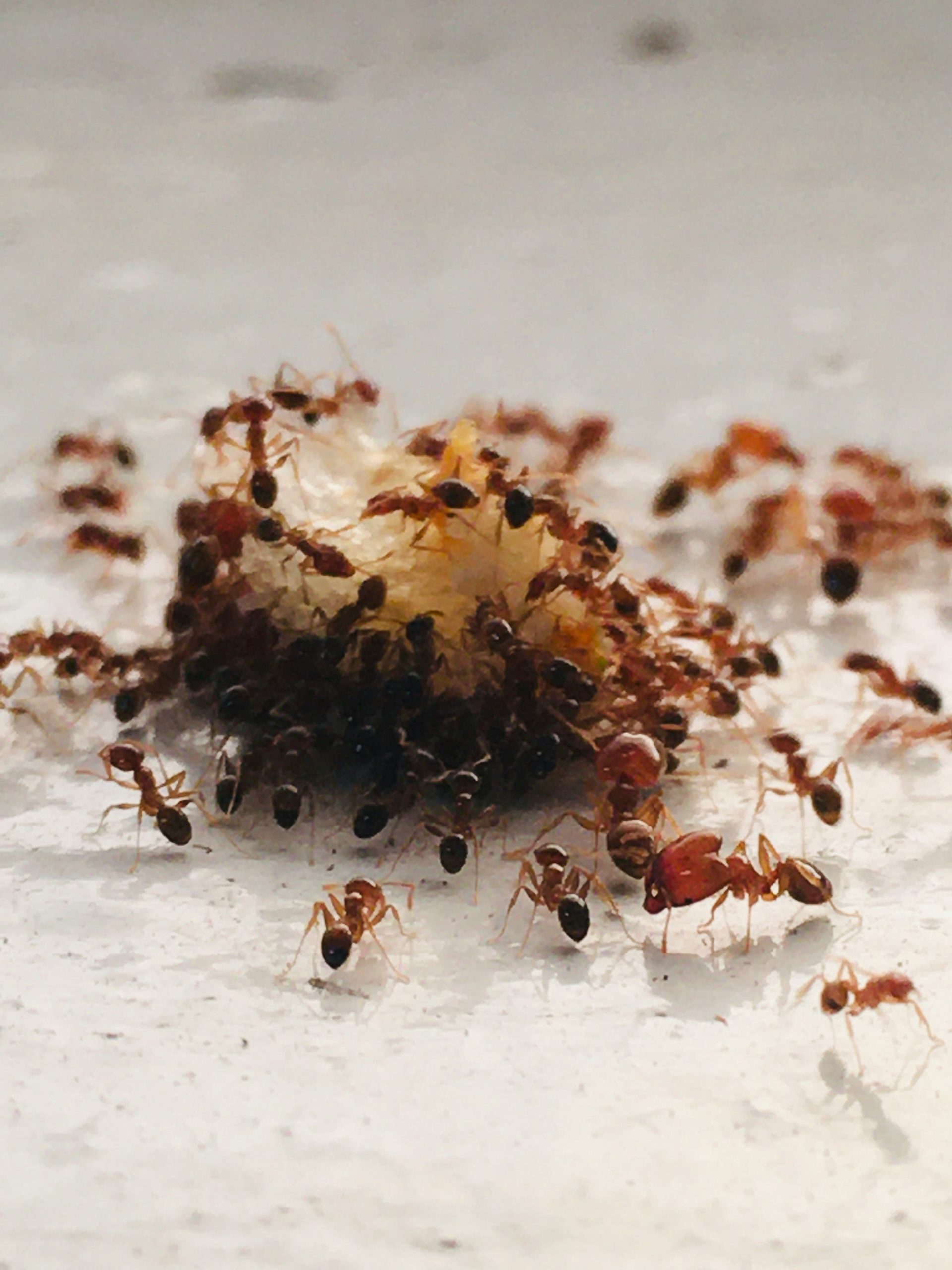 Comment se débarrasser des fourmis dans la maison ?