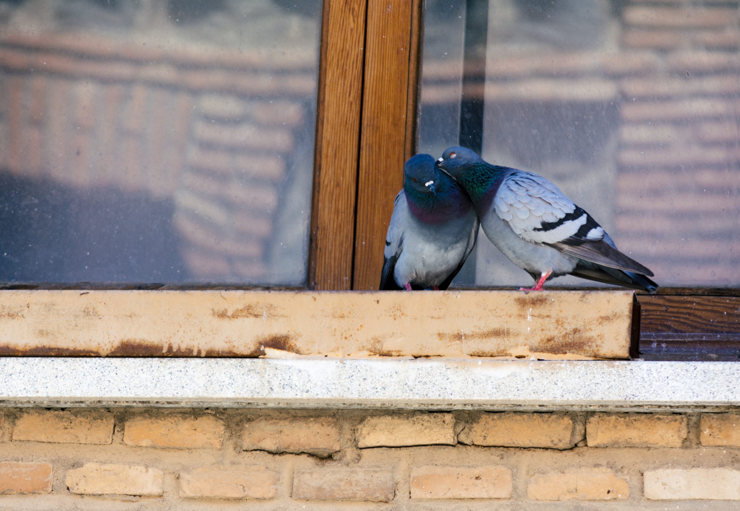 Comment protéger sa façade et ses gouttières contre les pigeons ?