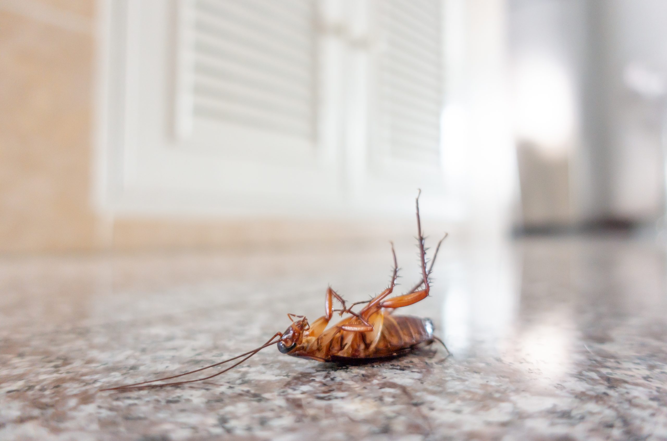 Les insectes les plus courants dans votre maison et comment les éliminer