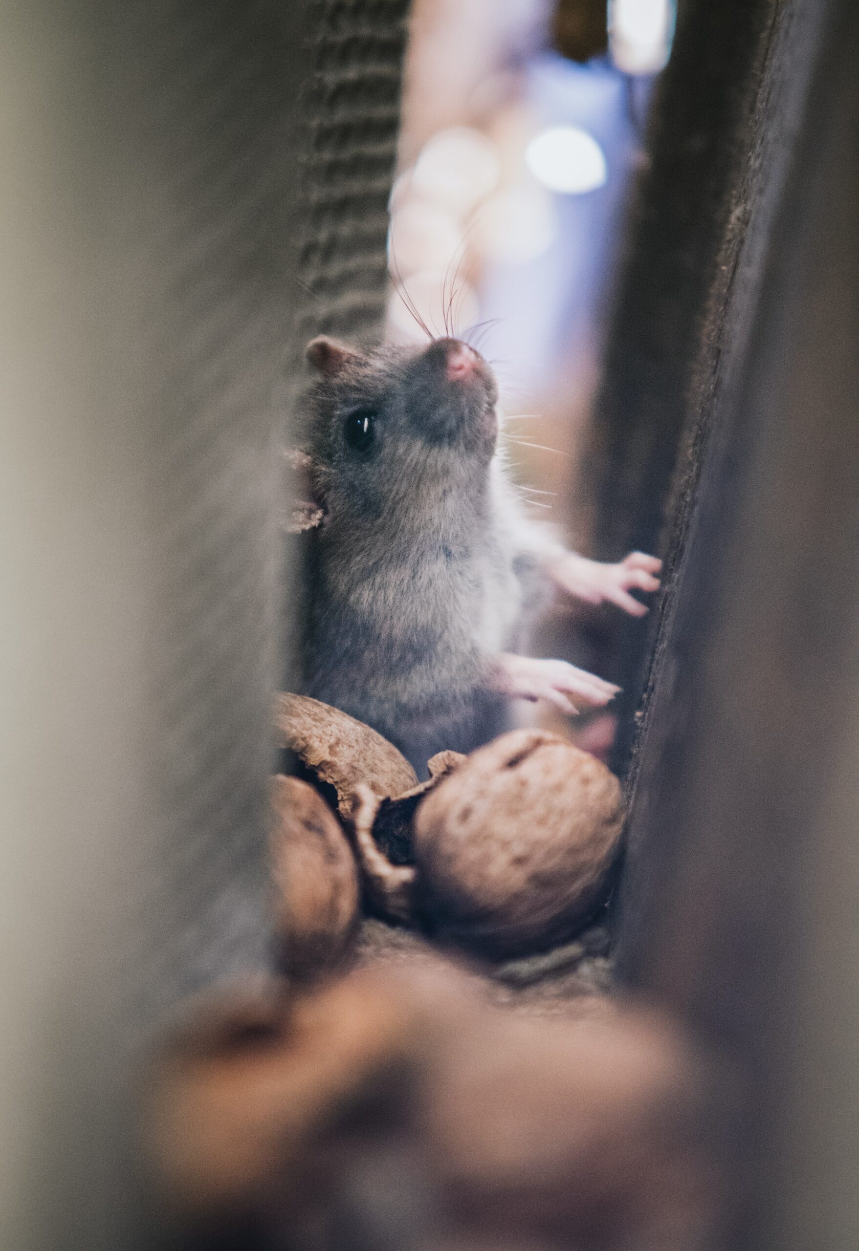 Comment faire sortir un rat de sa cachette facilement