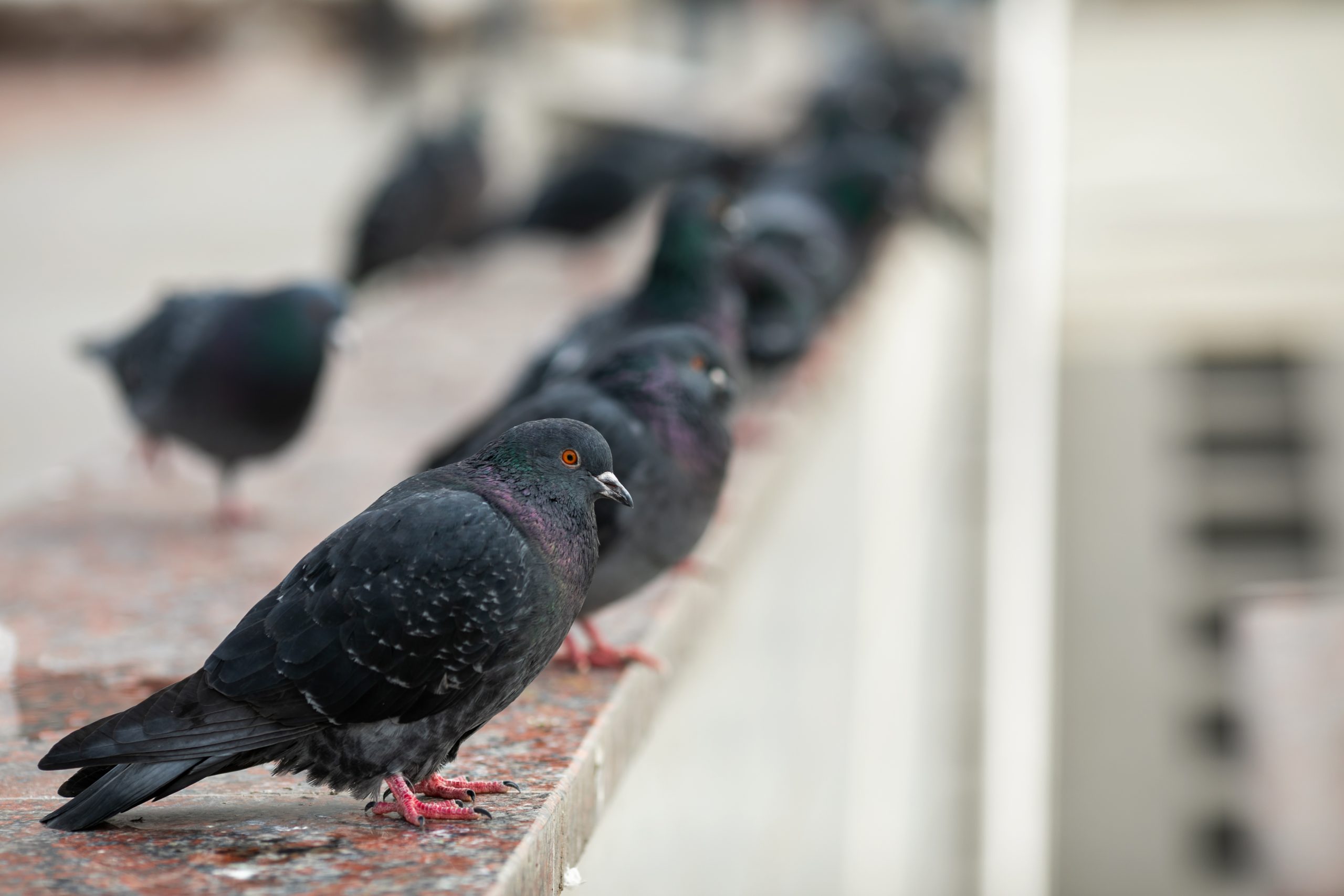 Recettes de grand-mère pour faire fuir les pigeons naturellement et sans danger